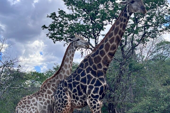 Full-Day Chobe Safari: Game Drive and Chobe River Cruise from Livingstone photo 4