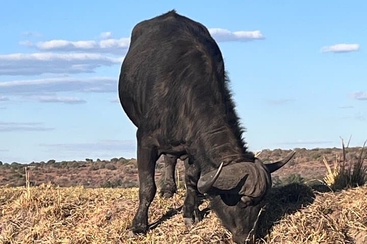 Full-Day Chobe Safari: Game Drive and Chobe River Cruise from Livingstone photo 5