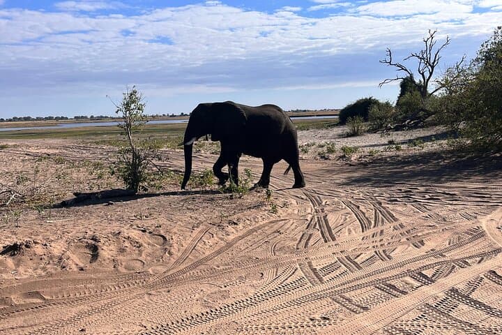 Full-Day Chobe Safari: Game Drive and Chobe River Cruise from Livingstone photo 6