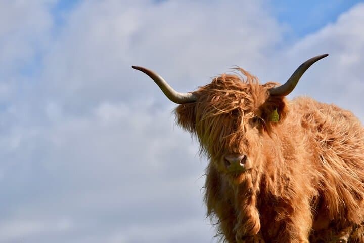 Meet Highland Cows: Hands-On Farm Experience in the Scottish Borders