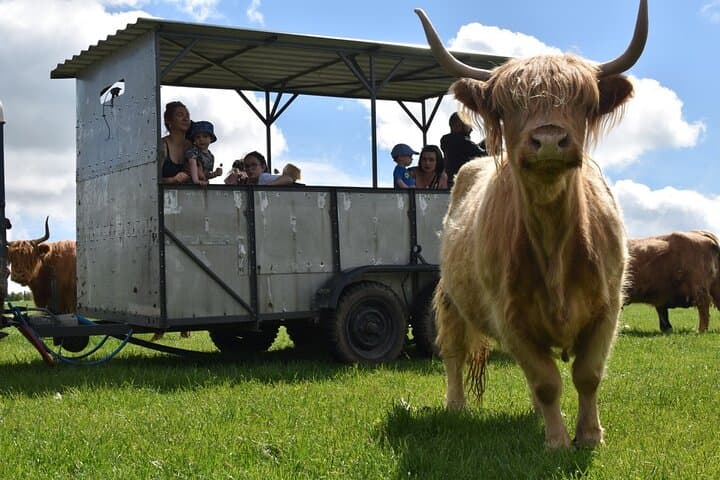 Meet Highland Cows: Hands-On Farm Experience in the Scottish Borders photo 2