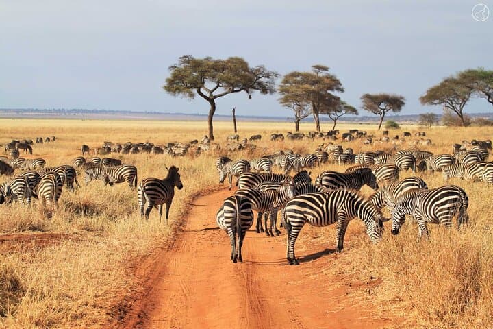 6-Day Luxury Safari Through Tarangire, Serengeti & Ngorongoro — Big Five & Crater Game Drives photo 4
