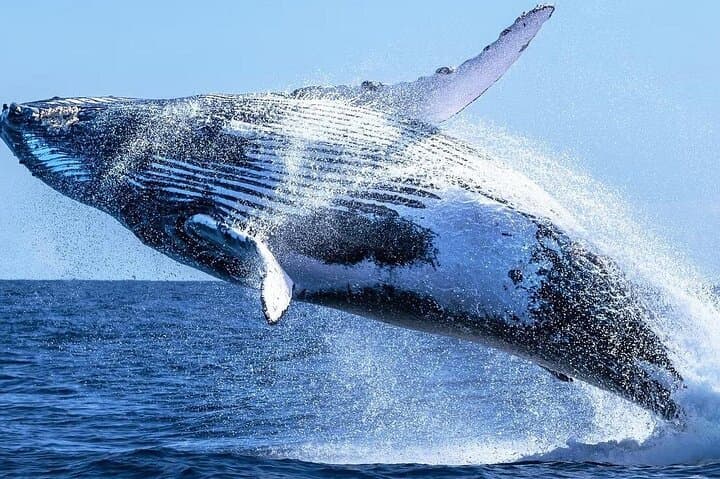 Cape Town Whale Watching and Cheetah Outreach Private Tour