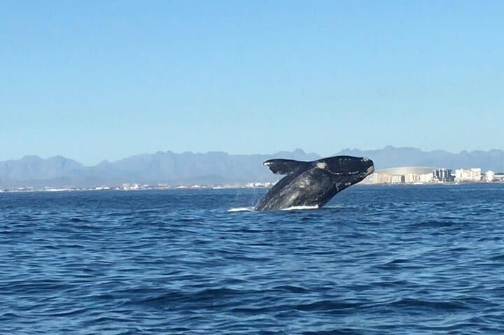 Cape Town Whale Watching and Cheetah Outreach Private Tour photo 3