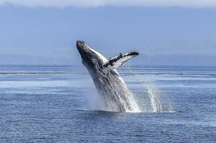 Cape Town Whale Watching and Cheetah Outreach Private Tour photo 4