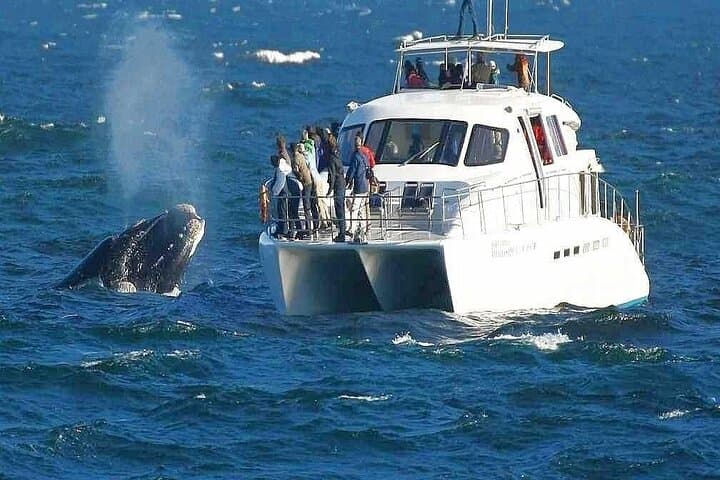 Cape Town Whale Watching and Cheetah Outreach Private Tour photo 5