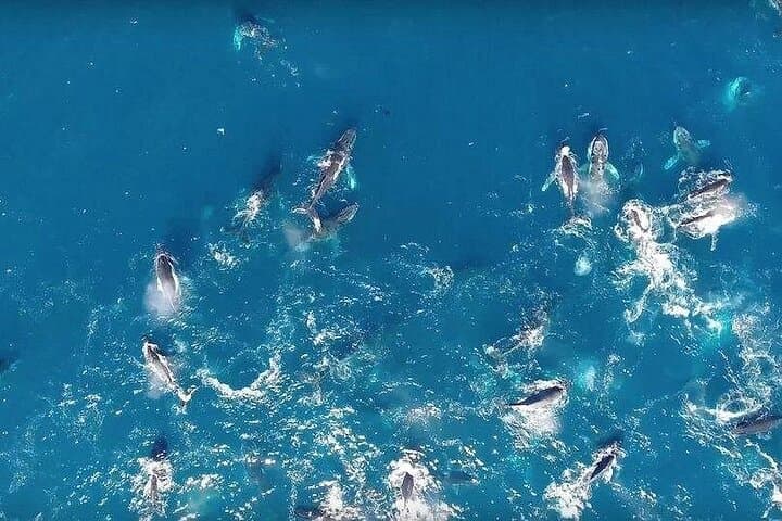 Cape Town Whale Watching and Cheetah Outreach Private Tour photo 6
