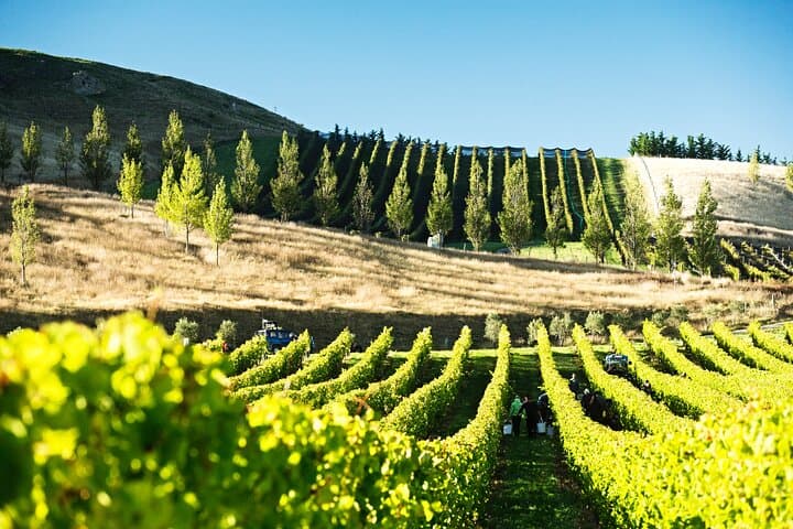 Waipara Valley Wine Tour from Lyttelton — Greystone Winery Lunch & Tastings