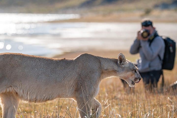 Cougar Photo Safari & Wildlife Tour in Torres del Paine