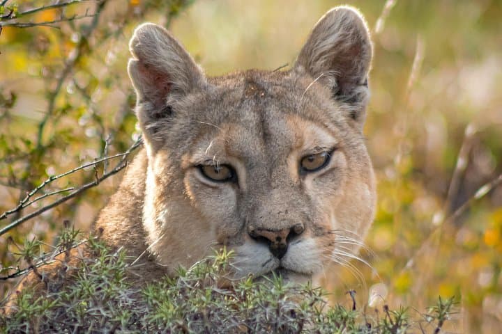Cougar Photo Safari & Wildlife Tour in Torres del Paine photo 2