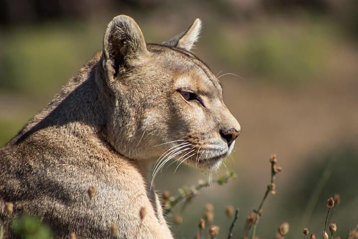 Cougar Photo Safari & Wildlife Tour in Torres del Paine photo 3