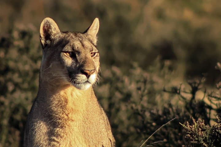 Cougar Photo Safari & Wildlife Tour in Torres del Paine photo 4