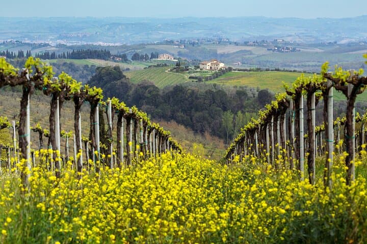 Prosecco Hills Day Trip from Venice: Wine, Villages & Cartizze Viewpoint photo 1