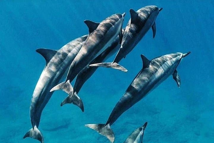 Kizimkazi Dolphin Tour Zanzibar — Salaam Cave & Turtle Swim photo 5