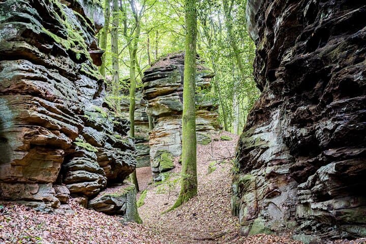 green-hell-self-guided-forest-hike-with-cake-finale-at-waldhotel photo 5