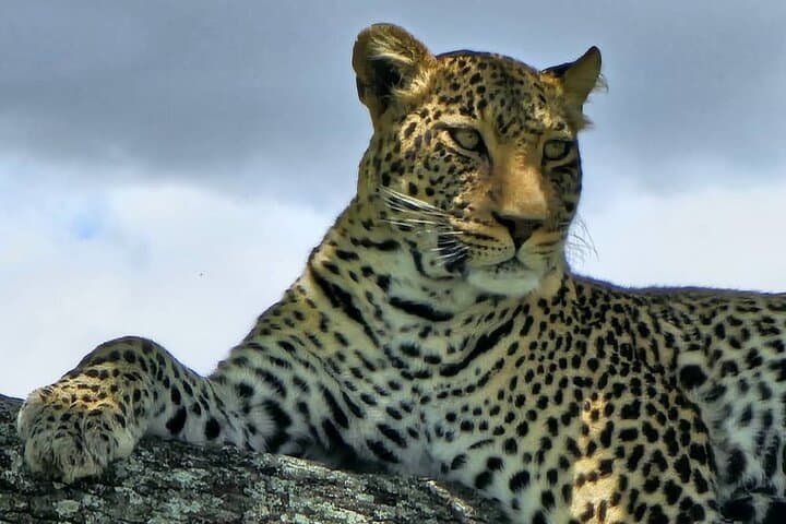 8-Day Luxury Safari Through Tarangire, Serengeti & Ngorongoro — Peak Migration Experience photo 1
