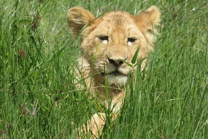8-Day Luxury Safari Through Tarangire, Serengeti & Ngorongoro — Peak Migration Experience photo 3