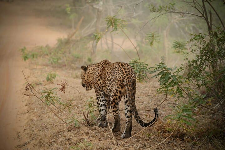 Discover Sri Lanka: A Personalized Multi-Day Adventure