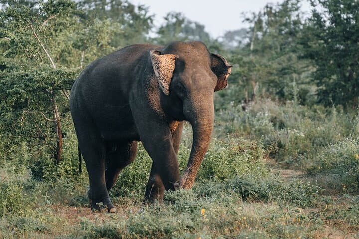 Majestic Sri Lanka: 13-Day All-Inclusive VIP Tour — Sigiriya, Kandy, Ella & Yala photo 2