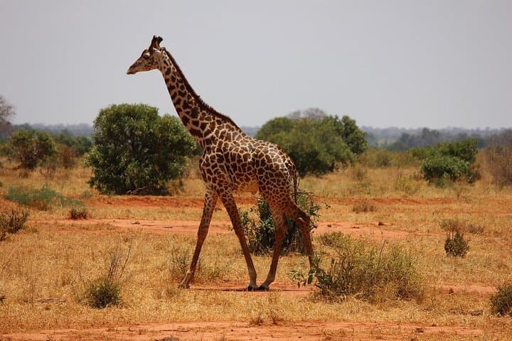 Amboseli Day Safari from Nairobi — Kilimanjaro Views, Elephants & Maasai Village photo 2