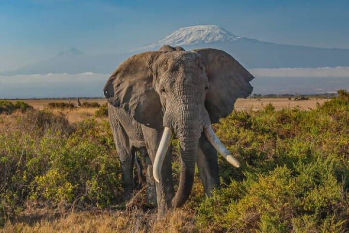 Amboseli Day Safari from Nairobi — Kilimanjaro Views, Elephants & Maasai Village photo 6