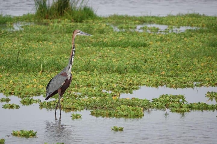 Amboseli Day Safari from Nairobi — Kilimanjaro Views, Elephants & Maasai Village photo 3