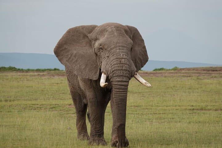 Amboseli Day Safari from Nairobi — Kilimanjaro Views, Elephants & Maasai Village