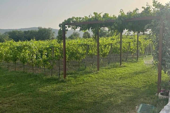 Konavle Tradition & Vines — Vodopić Winery & Ljuta River Stroll photo 3