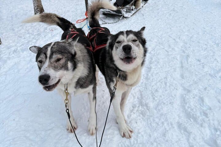 Short Husky Ride and Farm Introduction in Raitola, Rovaniemi photo 2
