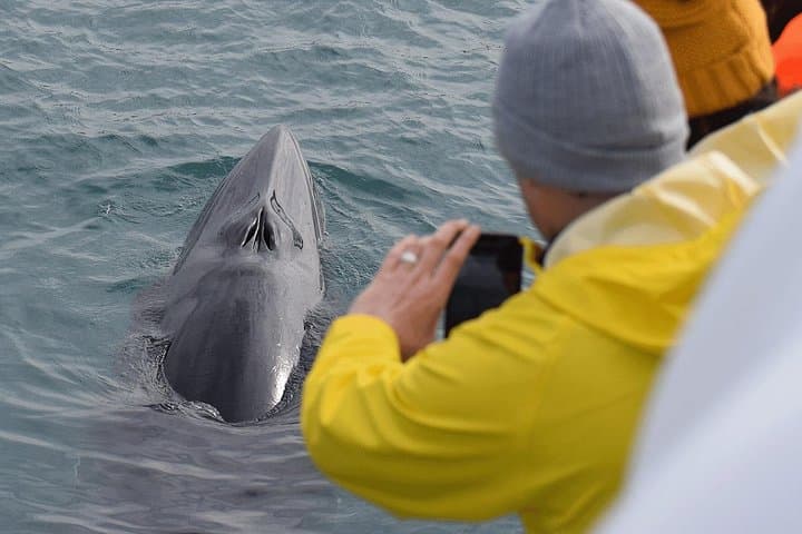 Húsavík Whale Watching: Family-Run Tours on Skjálfandi Bay photo 3
