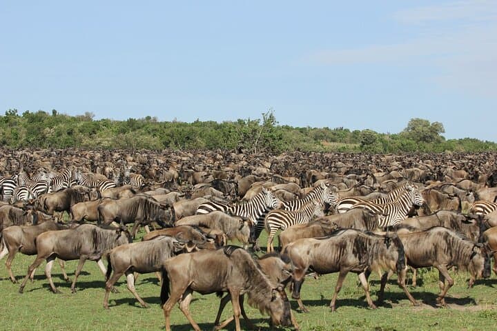 14-Day Kenya Wildlife Safari & Diani Beach Holiday photo 3