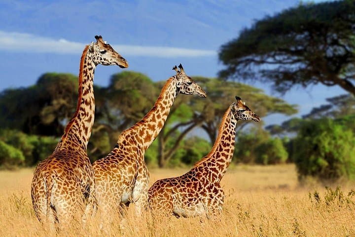 Luxury 5-Day Safari: Tarangire, Serengeti & Ngorongoro Crater photo 3