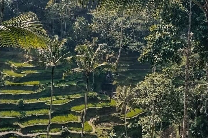 Ubud Private Highlights & Tlaga Singha Jungle Infinity Pool Day Tour photo 5