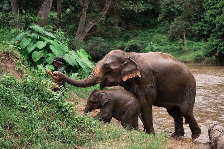 Chiang Mai Sticky Waterfall, Ethical Elephant Sanctuary & Bamboo Rafting Day Trip