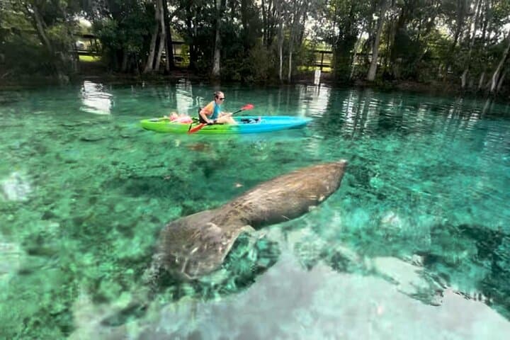 Crystal River Kayak Rental to Three Sisters Springs — Paddle with Manatees in King's Bay photo 2