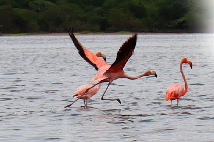 Wayuu Cultural Immersion and Flamingo Watching at Los Flamencos Sanctuary photo 3
