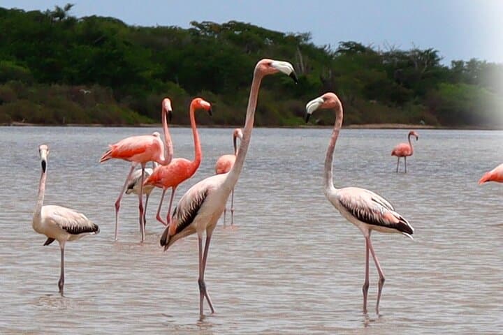 Wayuu Cultural Immersion and Flamingo Watching at Los Flamencos Sanctuary photo 5