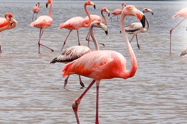 Wayuu Cultural Immersion and Flamingo Watching at Los Flamencos Sanctuary