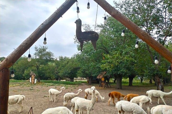 7-Day Cultural Tour of Azerbaijan — Sheki, Gabala & Shamakhi Highlights photo 5