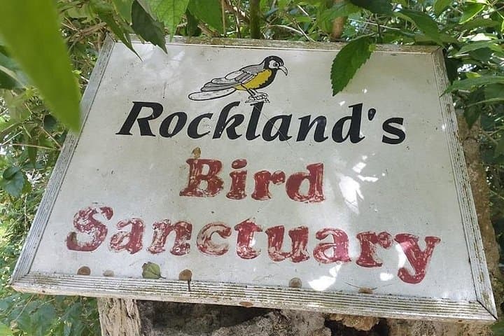 Rockland Bird Sanctuary Hummingbird Feeding & Montego Bay Panorama (Private Tour) photo 2