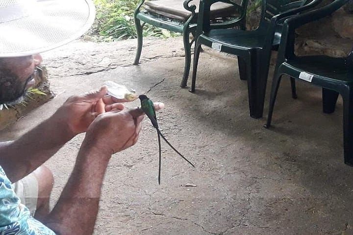 Rockland Bird Sanctuary Hummingbird Feeding & Montego Bay Panorama (Private Tour) photo 4