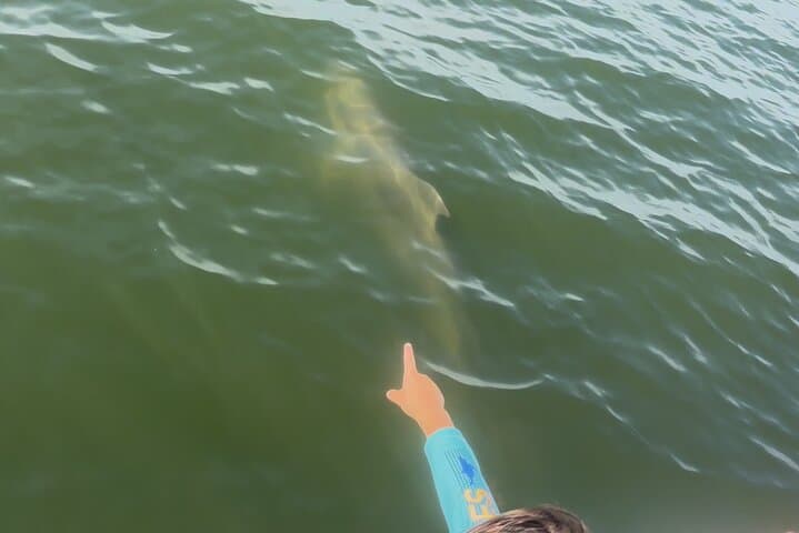 Dolphin Cruise on Choctawhatchee Bay from Santa Rosa Beach photo 6