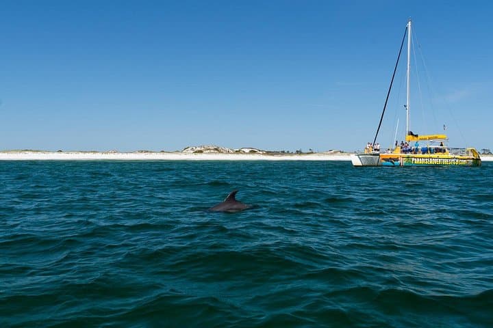 Panama City Beach Dolphin Sightseeing Sail — Catamaran Cruise from Grand Lagoon photo 2