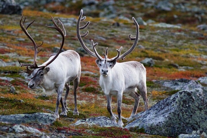 Tromsø Fjord Expedition: Arctic Fjords, Wildlife & Scenic Coastal Drive photo 3