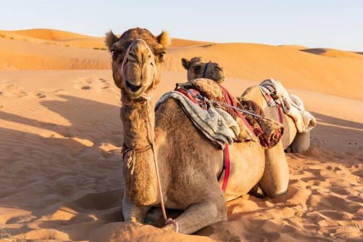 Dubai Desert Safari: Dune Bashing, Sandboarding & Live BBQ Shows photo 3