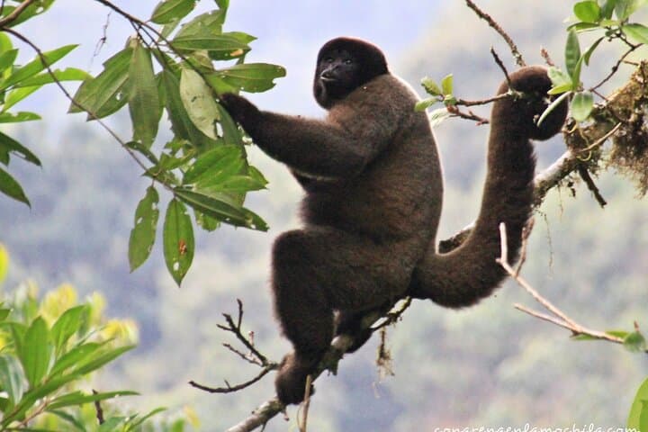Manu Jungle Expedition: 3-Day Manu National Park Lodge Adventure from Cusco photo 6