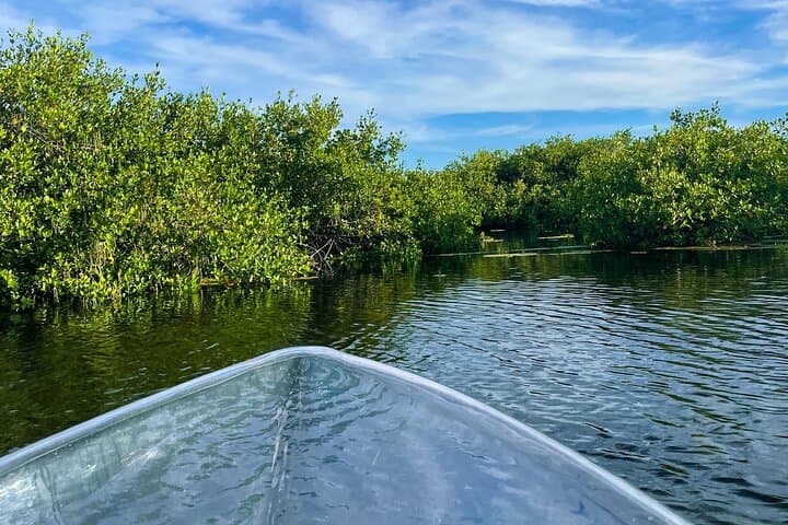 Clear-Bottom Mangrove Boat Tour — North Creek, Grand Turk photo 6