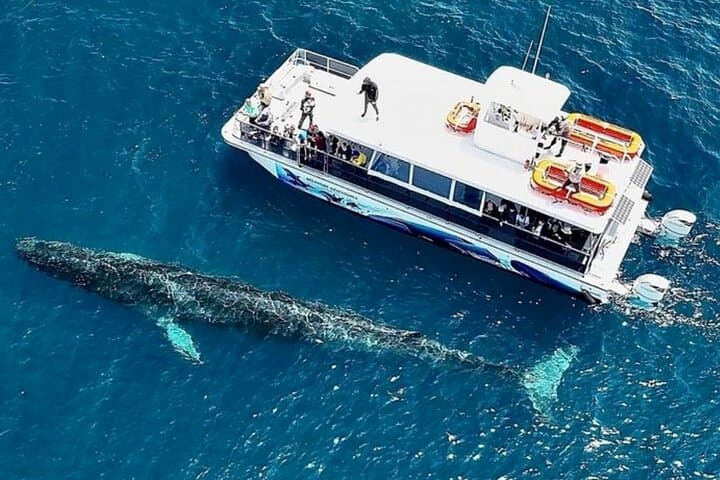Luxury Two-Hour Whale Watching from Oceanside Harbor photo 2