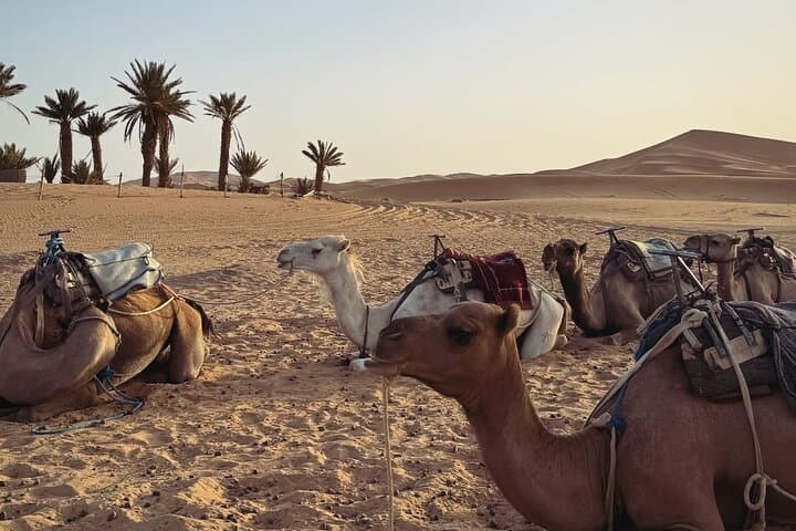 3-Day Marrakech to Merzouga Desert Tour — Camel Rides, Dunes & Atlas Pass photo 4