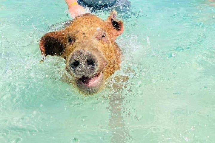 3-Island Beach Tour from Nassau — Snorkel with Turtles & Meet the Pigs photo 1